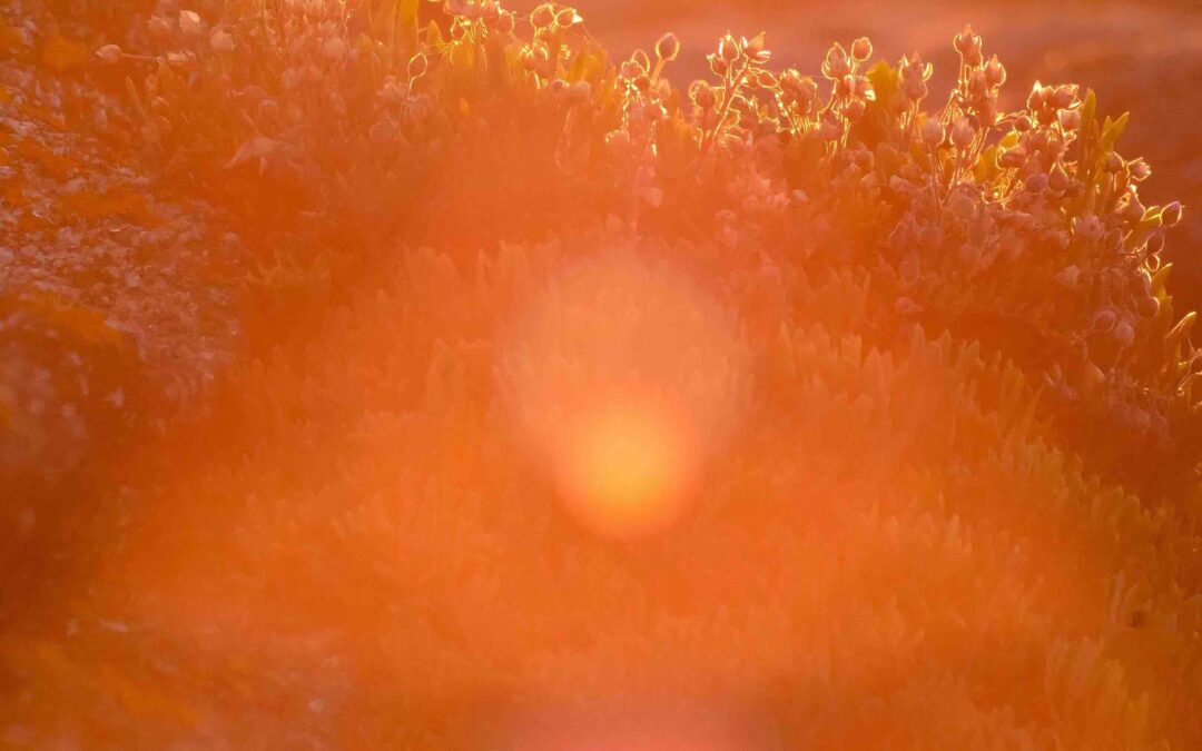 Oui, la psychanalyse guérit