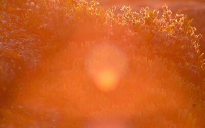 Oui, la psychanalyse guérit